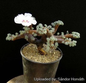 25992 kissanya Sándor Horváth