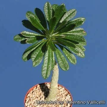 10466 valentino Valentino Vallicelli