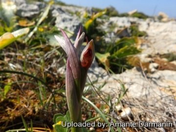 29115 amante Amante Darmanin