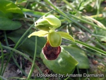 30367 amante Amante Darmanin