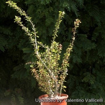 16606 valentino Valentino Vallicelli