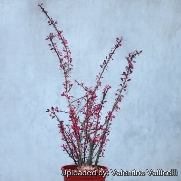 17283 valentino Valentino Vallicelli