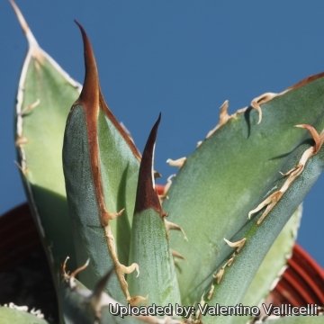 16590 valentino Valentino Vallicelli