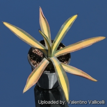 8561 valentino Valentino Vallicelli