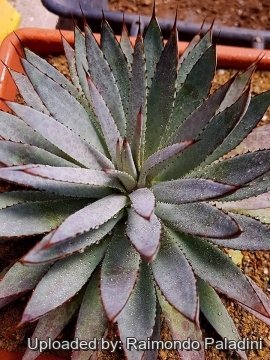 30403 RapCactus Raimondo Paladini