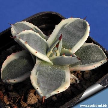 Agave applanata Cream Spike - Agave - Shop | Lieblingspflanzen Gärtnerei