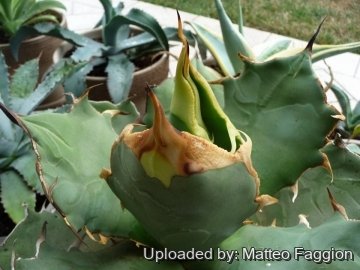 アガベ　FO-076 from italia Agave Oteroi/titanota 'FO-076' (EXACT ONE) - Etsy