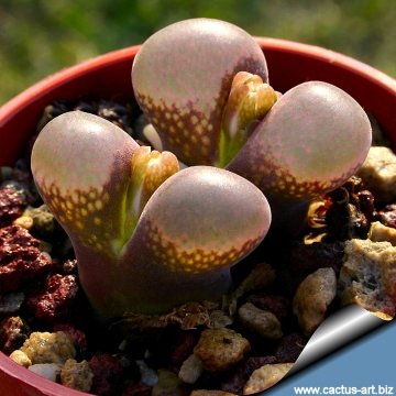 10660 cactus-art Cactus Art