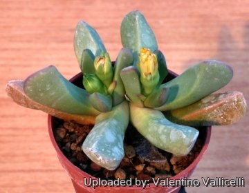 5671 valentino Valentino Vallicelli