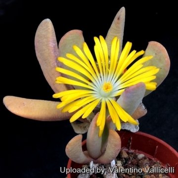 10851 valentino Valentino Vallicelli