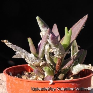 15433 valentino Valentino Vallicelli