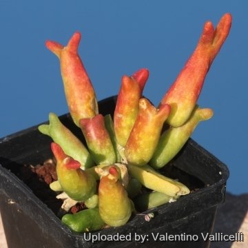 17974 valentino Valentino Vallicelli