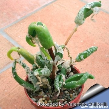 2795 valentino Valentino Vallicelli