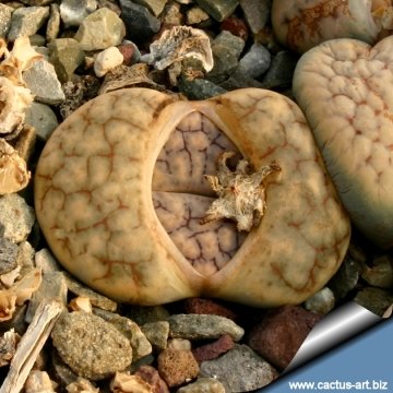 12766 cactus-art Cactus Art