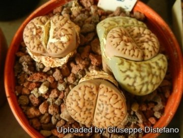 18990 giuseppe2 Giuseppe Distefano