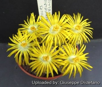 25635 giuseppe2 Giuseppe Distefano