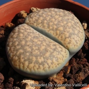 10344 valentino Valentino Vallicelli