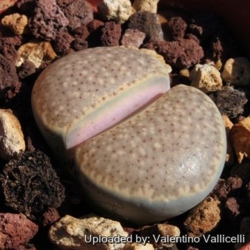 10345 valentino Valentino Vallicelli