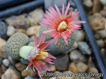 24481 agocs Agócs György