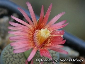 24482 agocs Agócs György