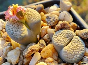 24483 agocs Agócs György