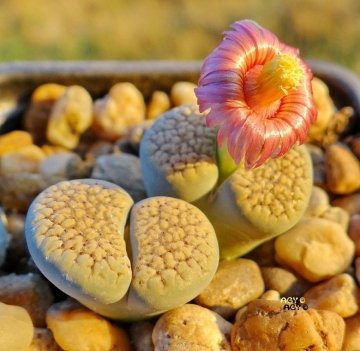 24485 agocs Agócs György