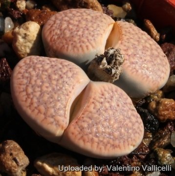 8737 valentino Valentino Vallicelli