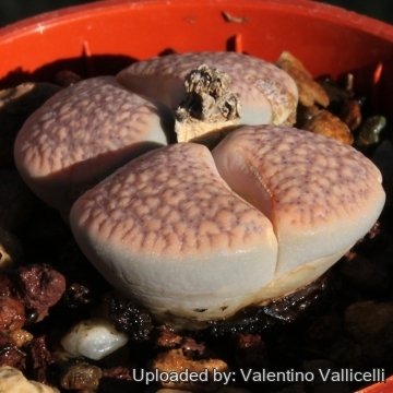 8738 valentino Valentino Vallicelli