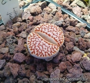 24508 gennaro Gennaro Re