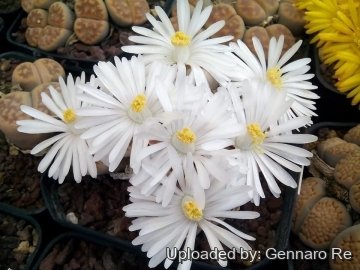 30870 gennaro Gennaro Re