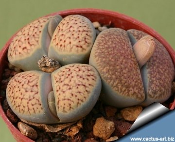 12537 cactus-art Cactus Art