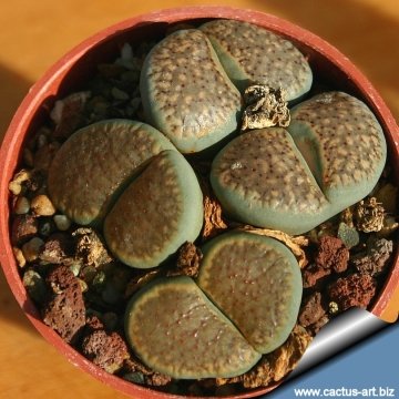 12538 cactus-art Cactus Art