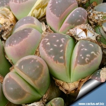 12611 cactus-art Cactus Art