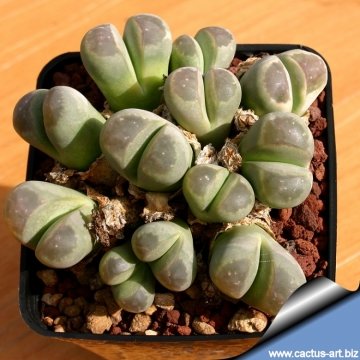 12614 cactus-art Cactus Art