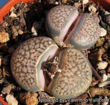 17563 valentino Valentino Vallicelli