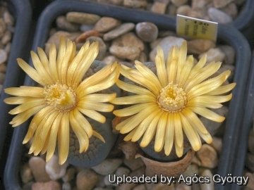 24377 agocs Agócs György