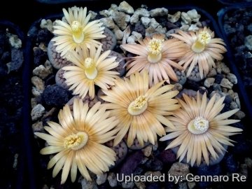 30862 gennaro Gennaro Re