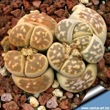 Lithops karasmontana subs. bella C143A 60 km NNE of Aus, Namibia
