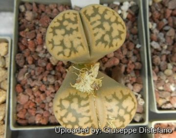 Lithops karasmontana subs. bella C143A 60 km NNE of Aus, Namibia