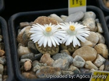 24392 agocs Agócs György