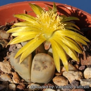 12786 valentino Valentino Vallicelli