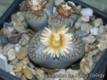 24404 agocs Agócs György