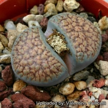 4656 valentino Valentino Vallicelli