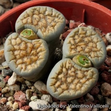 4657 valentino Valentino Vallicelli