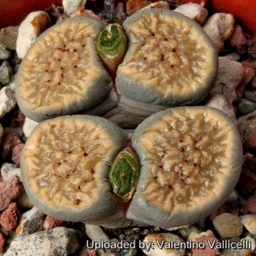 4660 valentino Valentino Vallicelli