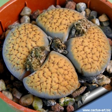 4663 cactus-art Cactus Art