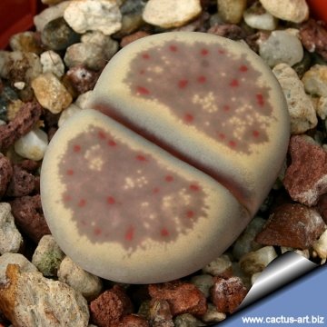 12788 cactus-art Cactus Art