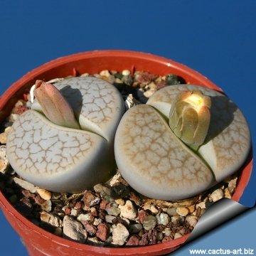 10333 cactus-art Cactus Art