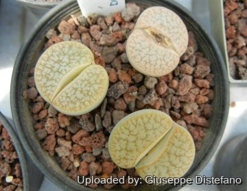 19246 giuseppe2 Giuseppe Distefano