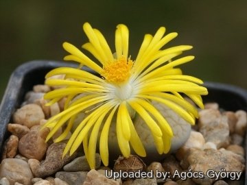 24413 agocs Agócs György